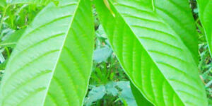 수풀이 우거진 자연 속 바나바 잎 사진